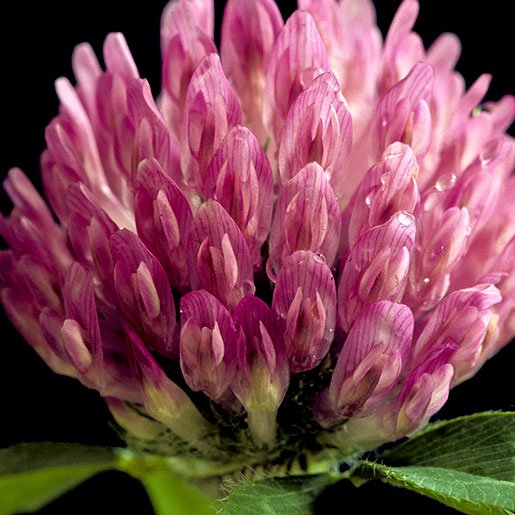 Red Clover Artisan Herbal Tea - Healthi Choice
