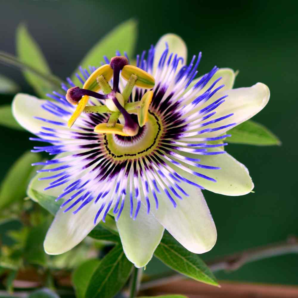 Passionflower - Healthi Choice Farmacy